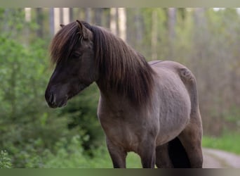 Caballos islandeses, Caballo castrado, 5 años, 144 cm, Bayo