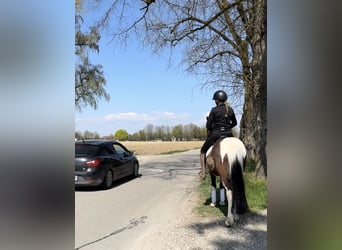 Caballos islandeses, Caballo castrado, 5 años, 144 cm, Pío