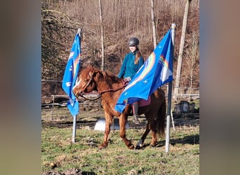 Caballos islandeses Mestizo, Caballo castrado, 5 años, 145 cm, Alazán