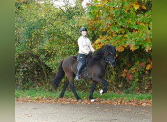 Caballos islandeses, Caballo castrado, 5 años, 145 cm, Negro