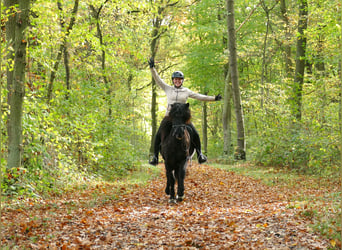 Caballos islandeses, Caballo castrado, 5 años, 145 cm, Negro