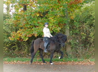 Caballos islandeses, Caballo castrado, 5 años, 145 cm, Negro