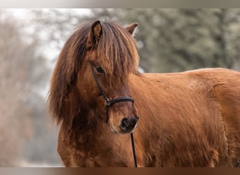 Caballos islandeses, Caballo castrado, 5 años, 146 cm, Bayo