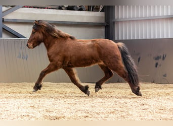 Caballos islandeses, Caballo castrado, 5 años, 146 cm, Bayo