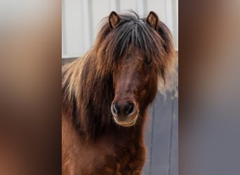 Caballos islandeses, Caballo castrado, 5 años, 146 cm, Bayo