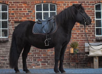 Caballos islandeses, Caballo castrado, 5 años, 148 cm