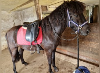 Caballos islandeses, Caballo castrado, 5 años, 148 cm