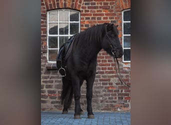 Caballos islandeses, Caballo castrado, 5 años, 148 cm