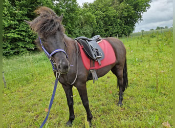 Caballos islandeses, Caballo castrado, 5 años, 148 cm