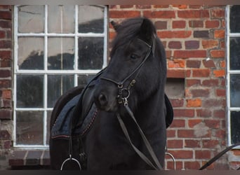 Caballos islandeses, Caballo castrado, 5 años, 148 cm