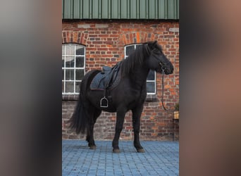 Caballos islandeses, Caballo castrado, 5 años, 148 cm