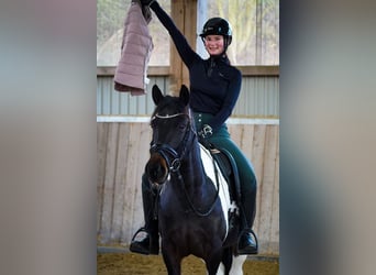 Caballos islandeses Mestizo, Caballo castrado, 5 años, 150 cm, Pío