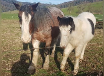 Caballos islandeses Mestizo, Caballo castrado, 5 años, 150 cm, Pío