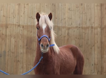 Caballos islandeses, Caballo castrado, 5 años, Alazán