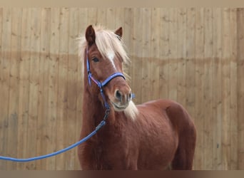 Caballos islandeses, Caballo castrado, 5 años, Alazán