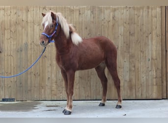 Caballos islandeses, Caballo castrado, 5 años, Alazán