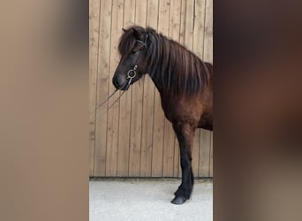 Caballos islandeses, Caballo castrado, 5 años, Negro