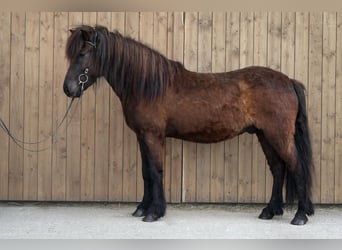 Caballos islandeses, Caballo castrado, 5 años, Negro