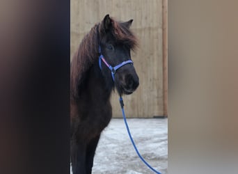 Caballos islandeses, Caballo castrado, 5 años, Negro