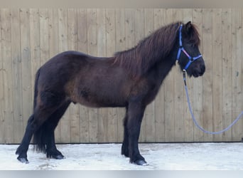 Caballos islandeses, Caballo castrado, 5 años, Negro