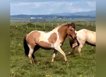 Caballos islandeses, Caballo castrado, 5 años, Pío