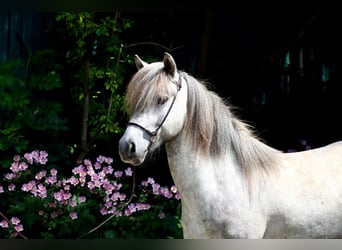 Caballos islandeses, Caballo castrado, 5 años, Tordo
