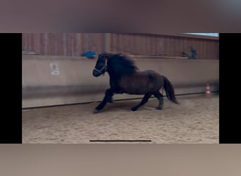 Caballos islandeses, Caballo castrado, 6 años, 132 cm, Negro