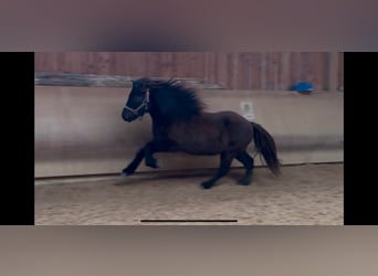 Caballos islandeses, Caballo castrado, 6 años, 132 cm, Negro