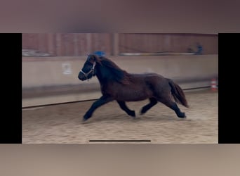Caballos islandeses, Caballo castrado, 6 años, 132 cm, Negro