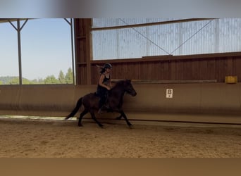 Caballos islandeses, Caballo castrado, 6 años, 132 cm, Negro