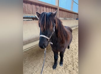 Caballos islandeses, Caballo castrado, 6 años, 132 cm, Negro