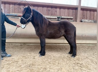 Caballos islandeses, Caballo castrado, 6 años, 132 cm, Negro