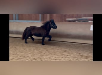 Caballos islandeses, Caballo castrado, 6 años, 132 cm, Negro