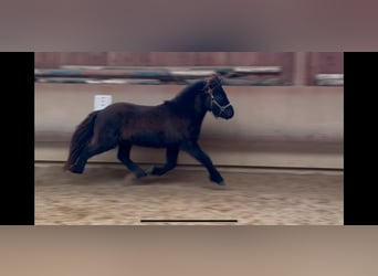 Caballos islandeses, Caballo castrado, 6 años, 132 cm, Negro