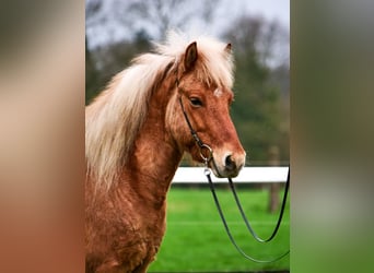 Caballos islandeses, Caballo castrado, 6 años, 135 cm, Bayo