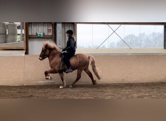 Caballos islandeses, Caballo castrado, 6 años, 135 cm, Bayo