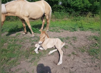 Caballos islandeses, Caballo castrado, 6 años, 135 cm, Bayo