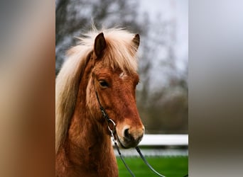 Caballos islandeses, Caballo castrado, 6 años, 135 cm, Bayo