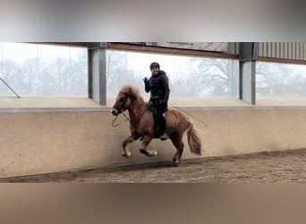 Caballos islandeses, Caballo castrado, 6 años, 135 cm, Bayo