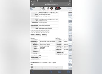 Caballos islandeses, Caballo castrado, 6 años, 135 cm, Negro