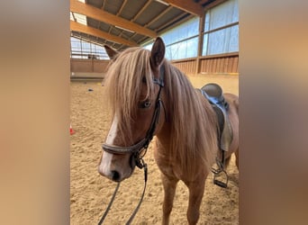 Caballos islandeses, Caballo castrado, 6 años, 137 cm, Bayo