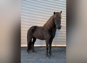 Caballos islandeses, Caballo castrado, 6 años, 137 cm, Negro