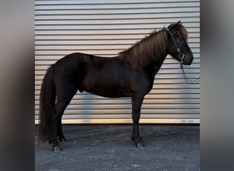 Caballos islandeses, Caballo castrado, 6 años, 137 cm, Negro