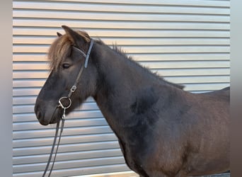 Caballos islandeses, Caballo castrado, 6 años, 137 cm, Negro