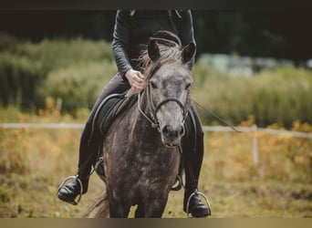 Caballos islandeses, Caballo castrado, 6 años, 137 cm, Tordillo negro