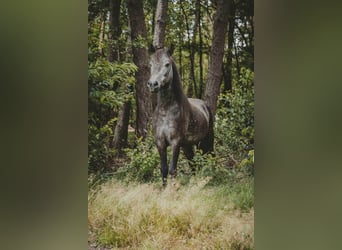 Caballos islandeses, Caballo castrado, 6 años, 137 cm, Tordillo negro