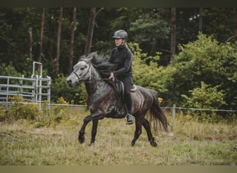 Caballos islandeses, Caballo castrado, 6 años, 137 cm, Tordillo negro