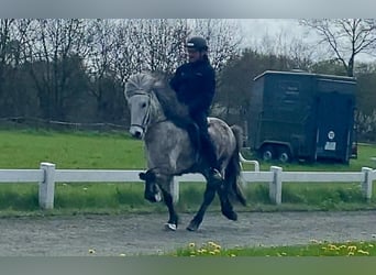 Caballos islandeses, Caballo castrado, 6 años, 137 cm, Tordillo negro