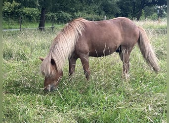 Caballos islandeses, Caballo castrado, 6 años, 138 cm, Alazán