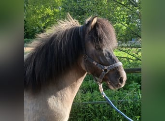Caballos islandeses, Caballo castrado, 6 años, 138 cm, Bayo